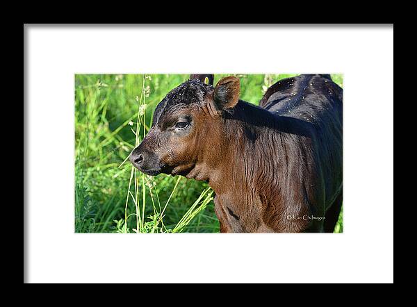 Calf Framed Print featuring the photograph Resolute Calf by Kae Cheatham