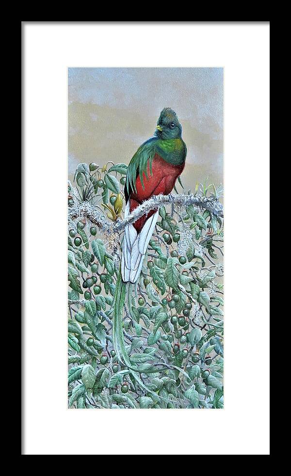Barry Kent Mackay Framed Print featuring the painting Resplendent Quetzal by Barry Kent MacKay