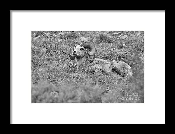 Bighorn Framed Print featuring the photograph Resting Bloody Warrior Black And White by Adam Jewell