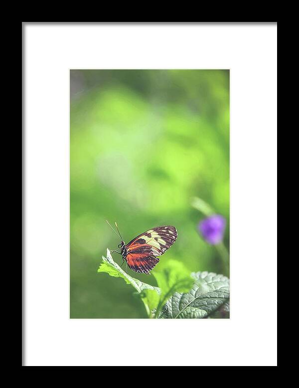 Resting Framed Print featuring the photograph Resting by Carrie Ann Grippo-Pike