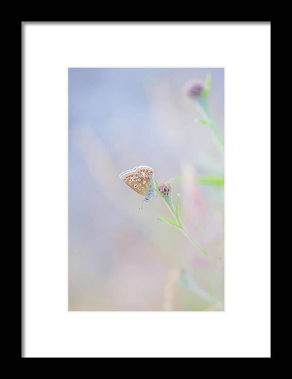Butterfly Framed Print featuring the photograph Resting Common Blue Butterfly by Anita Nicholson