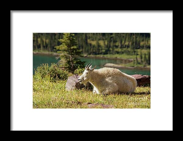 Glacier National Park Framed Print featuring the photograph Resting Mountain Goat by Nancy Gleason