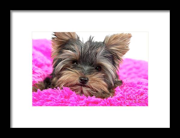 Dog Framed Print featuring the photograph Resting Yorkie Joy by Renee Spade Photography