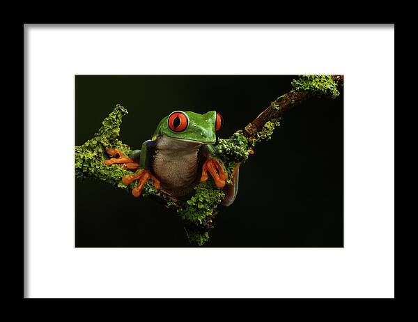 Frogs Framed Print featuring the photograph Retf-0303 by Miles Herbert
