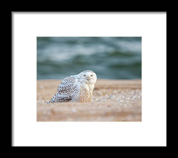Owl Framed Print featuring the photograph Return of Snowy Owl by Cathy Kovarik