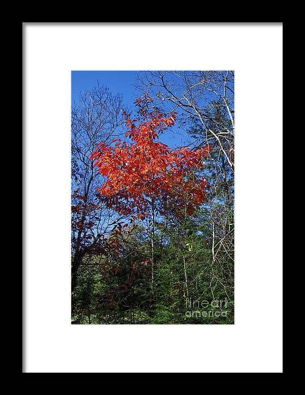 Autumn Framed Print featuring the photograph Return to Autumn by Phil Perkins
