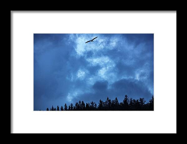 Black Forest Framed Print featuring the photograph Revelation of the raptor by Ioannis Konstas