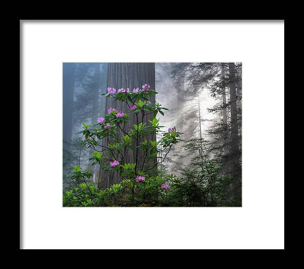 Trees Framed Print featuring the photograph Rhodie Crown by Chuck Jason
