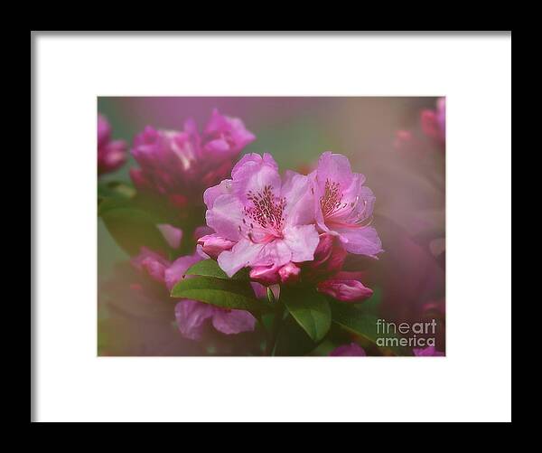 Flower Framed Print featuring the photograph Rhododenddron by Ann Jacobson