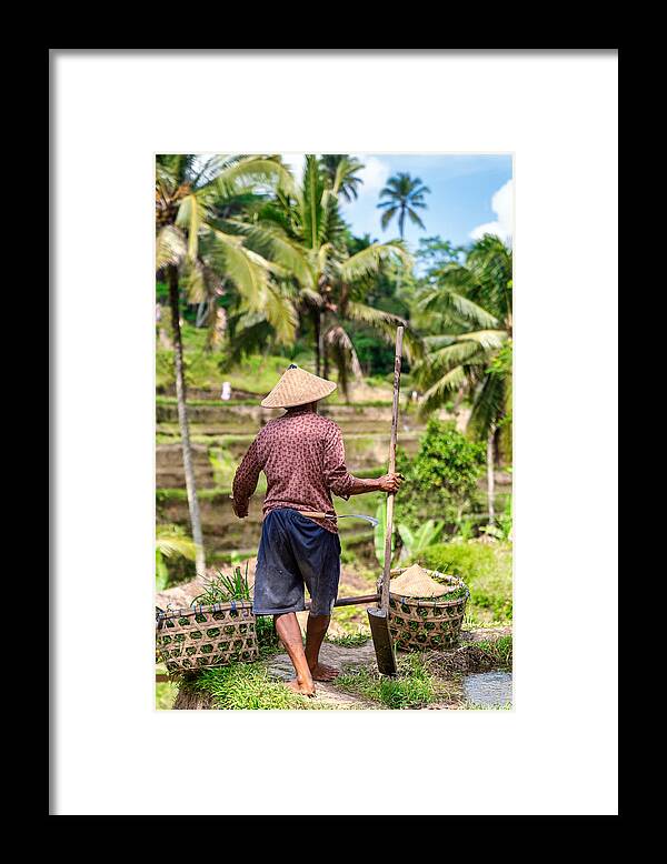 Working Framed Print featuring the photograph Rice farmer works at Tegallalang rice terrace, Ubud, Bali Island by Mauro Tandoi