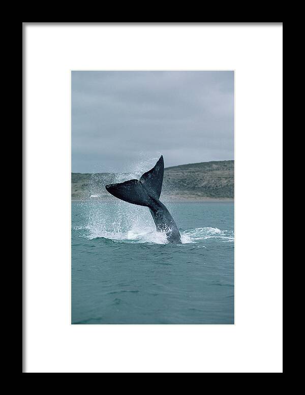 00083997 Framed Print featuring the photograph Right Whale Tail Lobbing by Flip Nicklin