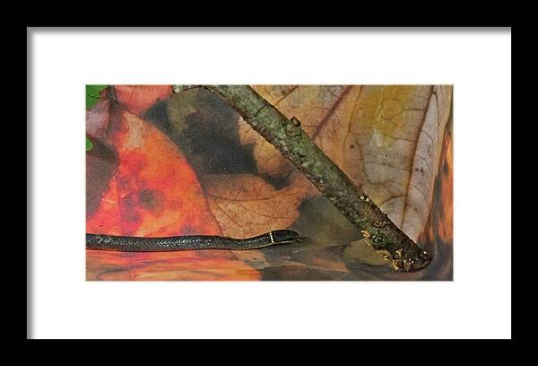 Ring Framed Print featuring the photograph Ring Necked Snake Creeping Along by Douglas Barnett