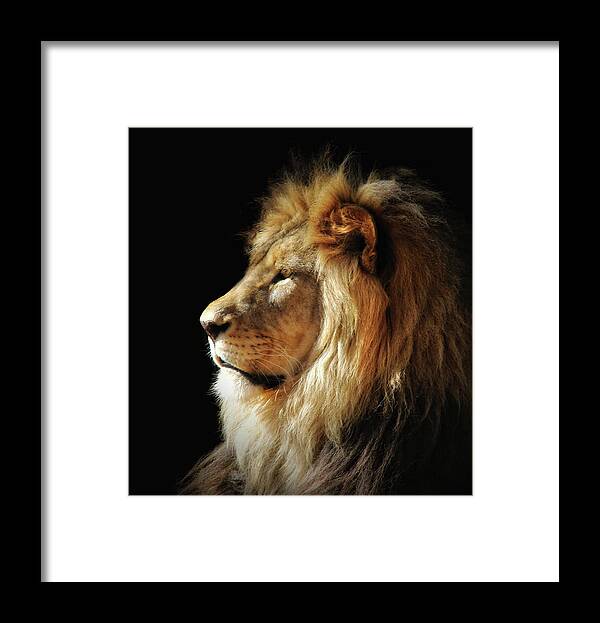 Lions Framed Print featuring the photograph RIP Shombay by Elaine Malott
