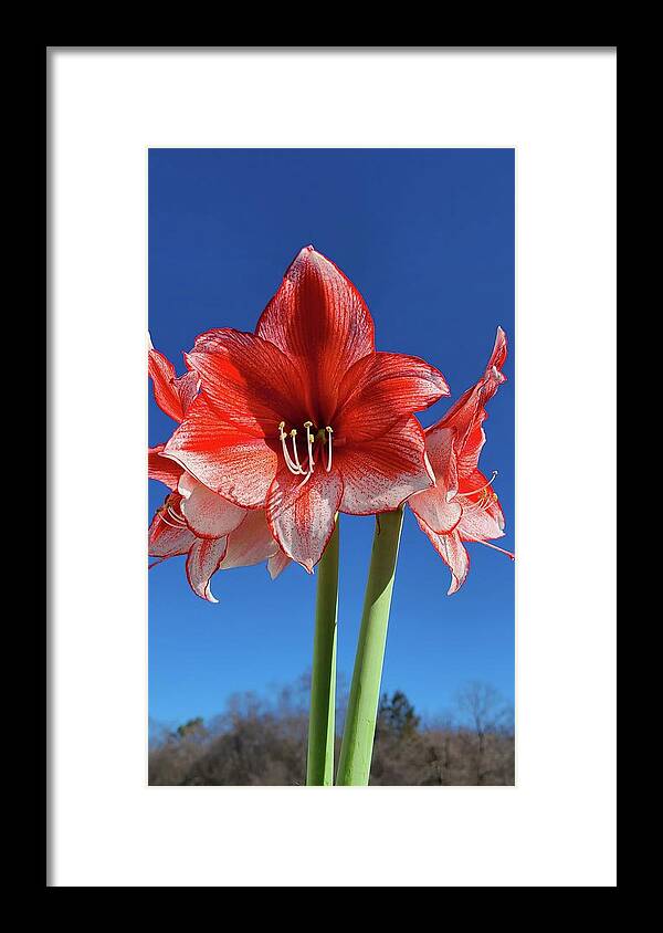 Amaryllis Framed Print featuring the photograph Rise Above by Kim Galluzzo