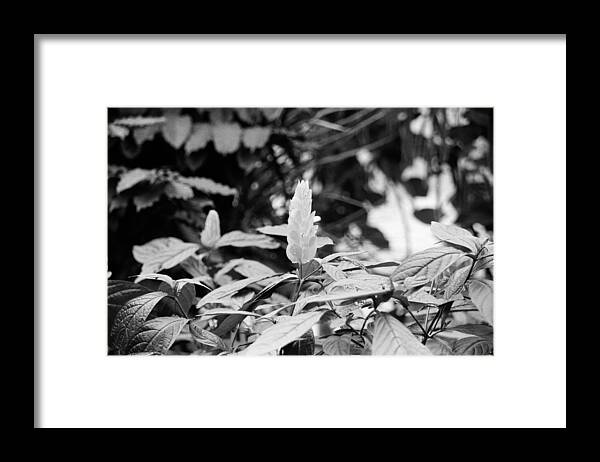 Flower Framed Print featuring the photograph Rise Above by Richie Parks