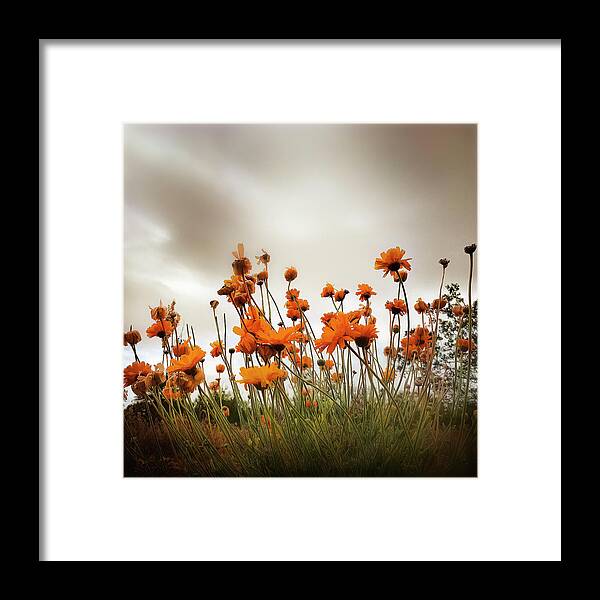 Flowers Framed Print featuring the photograph Rise Up by Carmen Kern