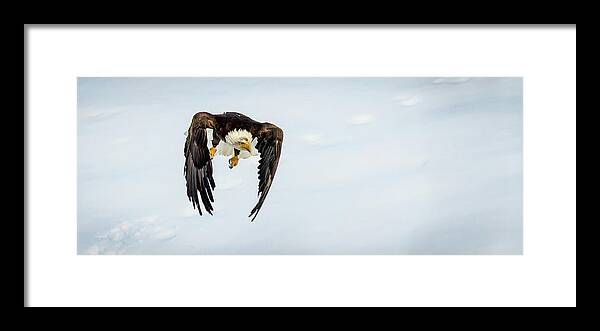 Eagle Framed Print featuring the photograph Rising Attack by Kevin Dietrich