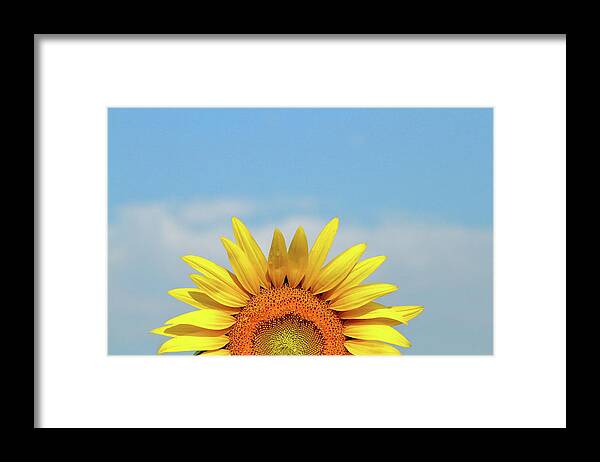 Sunflower Framed Print featuring the photograph Rising Sun by Lens Art Photography By Larry Trager
