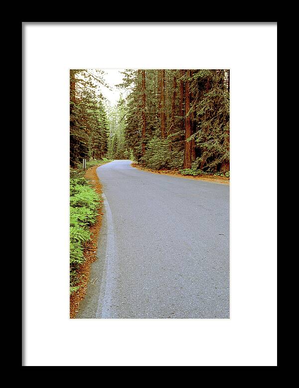 Forest Framed Print featuring the photograph Road Through the Forest by Randy Bradley