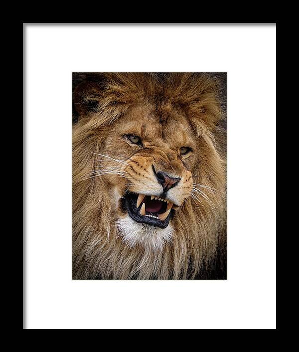 Lion Framed Print featuring the photograph Roaring lion by RT Photography