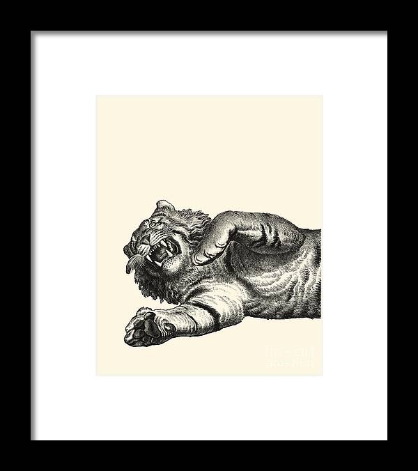 Tiger Framed Print featuring the digital art Roaring Tiger by Madame Memento