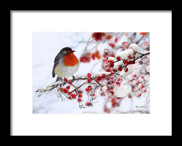 Robin On Red Berries Framed Print featuring the pyrography Robin and Berries by Morag Bates