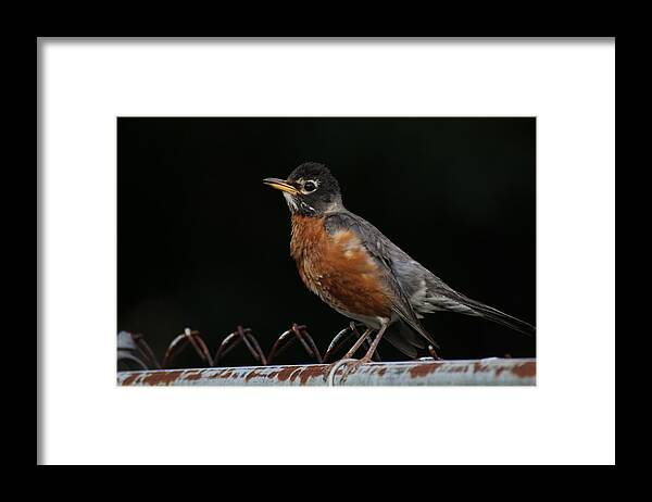 Robin Framed Print featuring the photograph Robin On Rusty A Fence by Demetrai Johnson