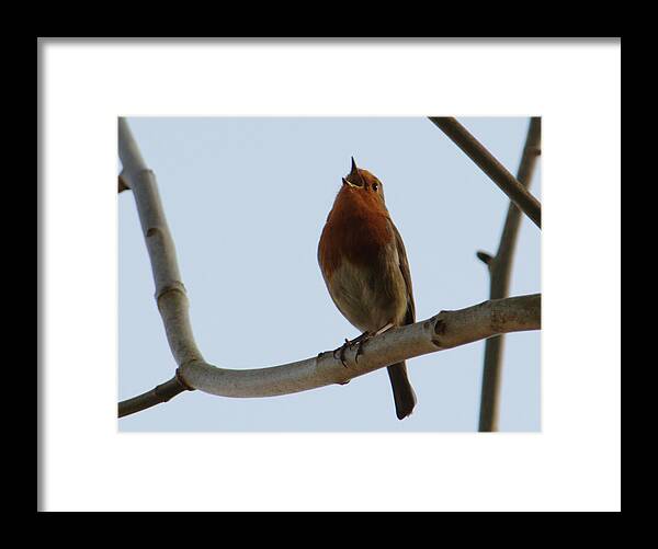 Robin Framed Print featuring the photograph Robin Sings It Loud by Adrian Wale
