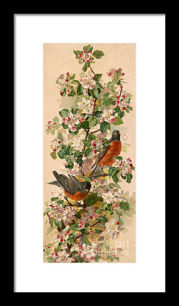 Flowers Framed Print featuring the photograph Robins 1896 by Padre Art