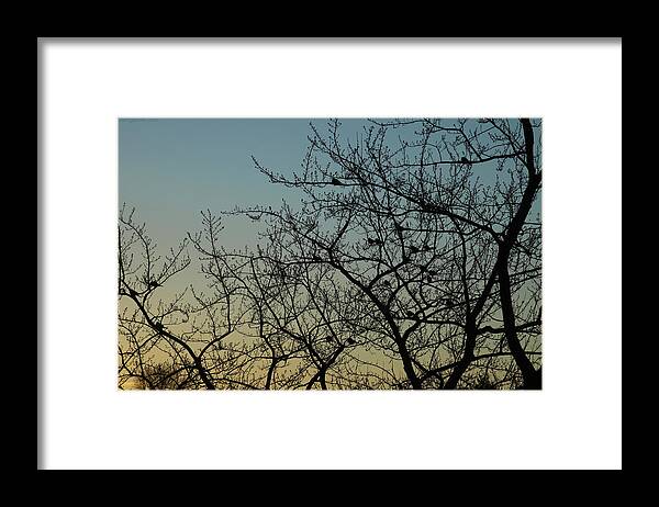 Sunrise Framed Print featuring the photograph Robins Roosting at Dawn January 24 2021 by Miriam A Kilmer