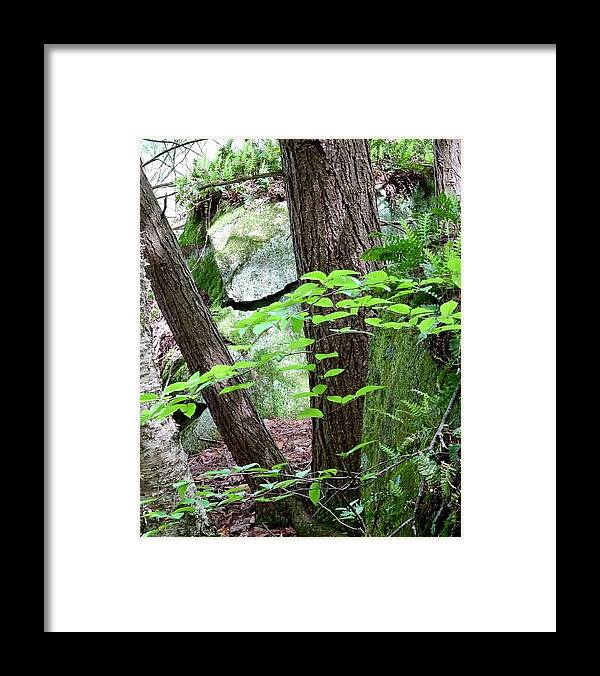 Still Life Framed Print featuring the photograph Rock, Split, Pine by Catherine Arcolio