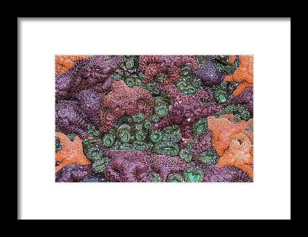 Animals Framed Print featuring the photograph Rock Stars and Anemones by Robert Potts