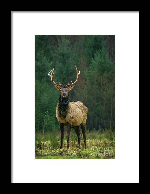 Animal Framed Print featuring the photograph Rocky Mountain Elk with Attitude by Nancy Gleason