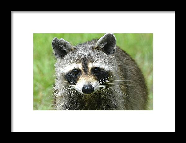 Raccoon Framed Print featuring the photograph Rocky Raccoon by Jerry Griffin