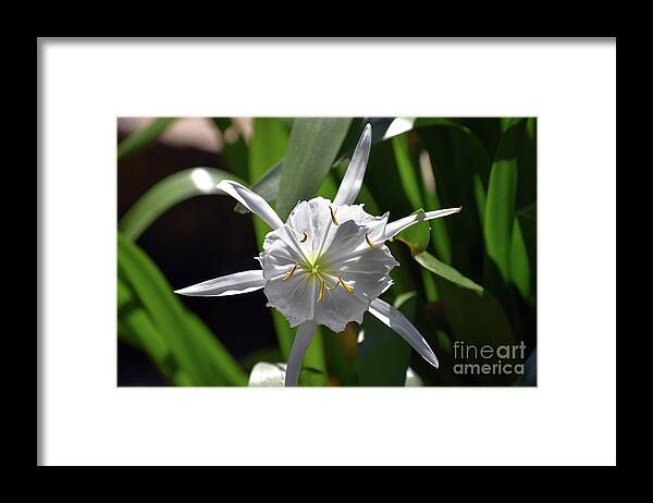 Pictures Of Flowers Framed Print featuring the photograph Rocky Shoal Spider Lily 3 by Skip Willits