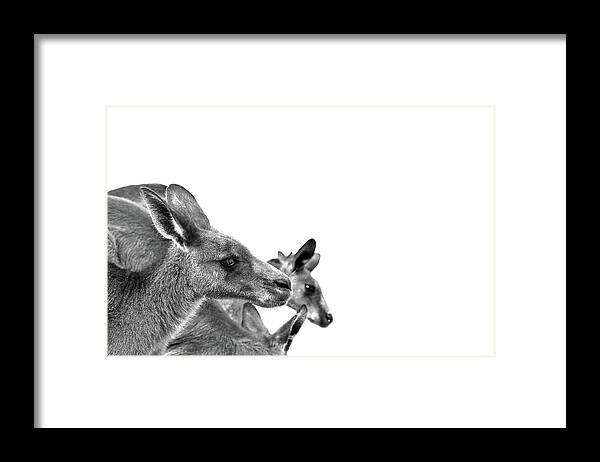 Australian Bush Kangaroo Framed Print featuring the photograph Roo Runners by Az Jackson