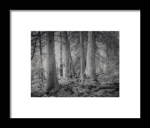 Roosevelt Grove Framed Print featuring the photograph Roosevelt Grove by Dan Eskelson