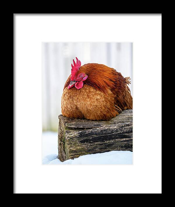 Rooster Framed Print featuring the photograph Rooster Sleeps in Winter by Rachel Morrison