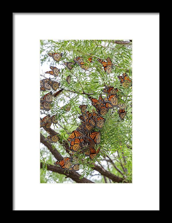 Monarch Butterfly Framed Print featuring the photograph Roosting Time by Steve Templeton