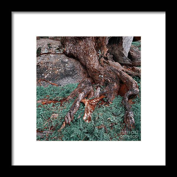 Tree Framed Print featuring the photograph Roots by Russell Brown