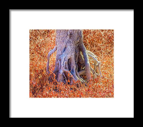 Roots Framed Print featuring the photograph Roots by Shirley Dutchkowski