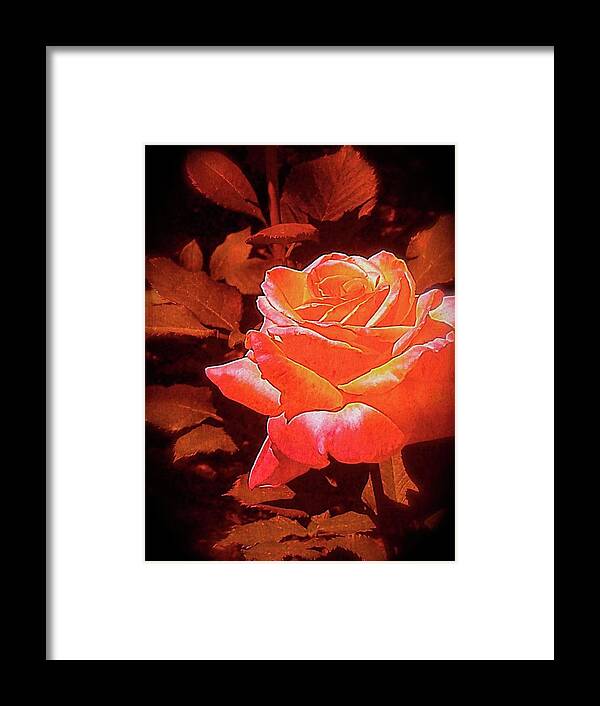Rose Framed Print featuring the photograph Rose 1 by Pamela Cooper