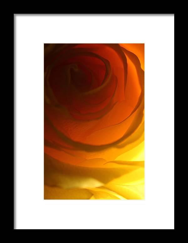 Macro Framed Print featuring the photograph Rose 2321 by Julie Powell
