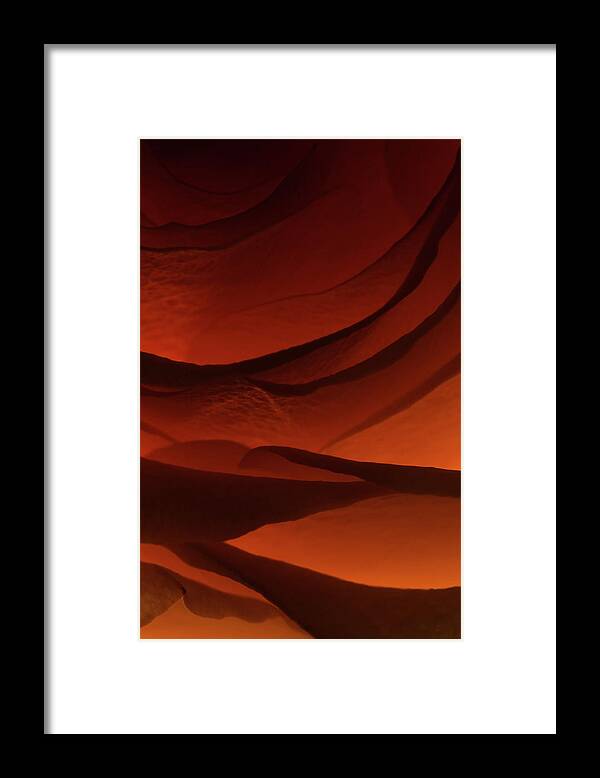 Macro Framed Print featuring the photograph Rose 2342 by Julie Powell