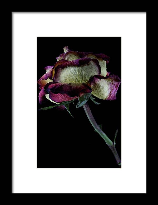 Macro Framed Print featuring the photograph Rose 3092 by Julie Powell