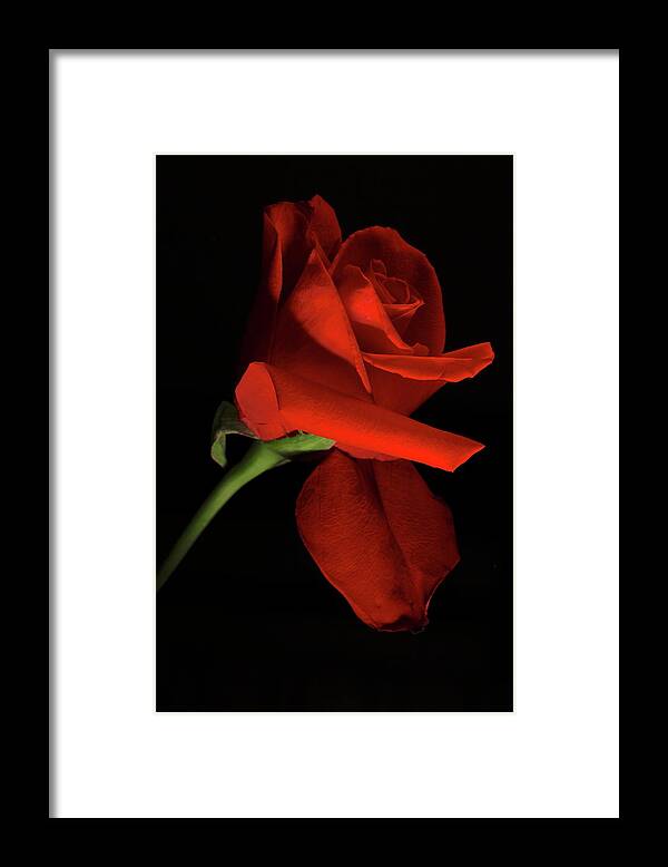 Macro Framed Print featuring the photograph Rose 8702 by Julie Powell