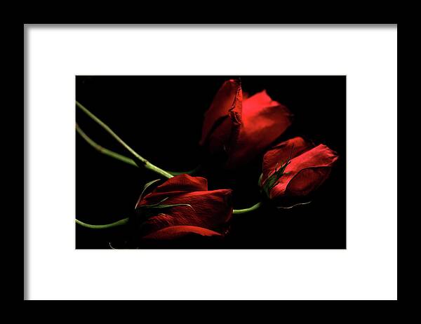Macro Framed Print featuring the photograph Rose 8809 by Julie Powell