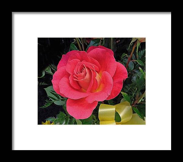 Rose Framed Print featuring the photograph Rose and Ribbon by Andrew Lawrence