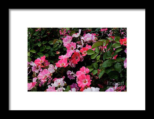 Flower Framed Print featuring the photograph Rose bushes full of roses in full bloom. by Gunther Allen