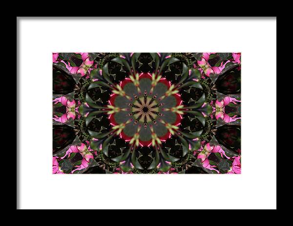 Rose Camellia Framed Print featuring the photograph Rose Camellia in Kaleidoscope by Mingming Jiang